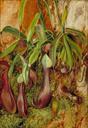 north_bornean_pitcher_plant_sarawak_borneo_1876.jpg