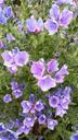 violet-green-flower-1044850.jpg