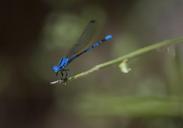 damselfly-insect-predator-macro-949015.jpg