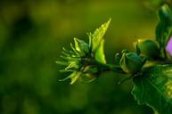 fresh-flower-plant-green-bud-763431.jpg