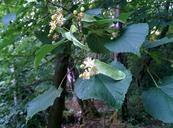 linden-lime-flower-blossom-herbal-962431.jpg