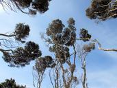 tree-sky-acacia-landscape-blue-sky-1120855.jpg