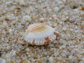 shell-sea-beach-172548.jpg