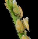 citrus_psyllid,_u,_larvae,_side2,_ft_detrick_2014-05-01-10.23.30_ZS_PMax.jpg