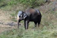 elephant-tamed-indian-animal-597391.jpg