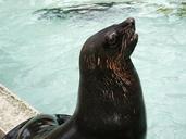 sea-lion-zoo-animal-meeresbewohner-837448.jpg