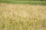 barley-cereal-agriculture-1479421.jpg