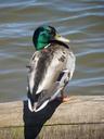 mallard-duck-drake-bird-wildlife-831938.jpg