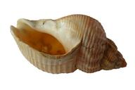 sea-shell-clam-ocean-sea-shells-1162785.png