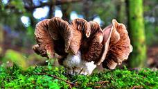 mushroom-forest-nature-pine-599398.jpg