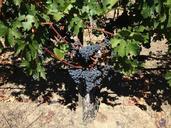 grapes-vines-branches-napa-valley-411997.jpg