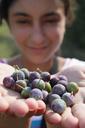 berries-blackthorn-blue-blueberries-87382.jpg