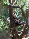 panda-zoo-nature-animal-wildlife-709312.jpg