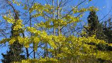 gingko-deciduous-tree-conifers-1032081.jpg