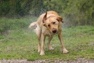 labrador-dog-pet-wet-fur-shake-1053532.jpg