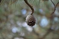 cone-pine-seed-pine-cone-tree-263874.jpg