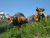 cows-mountain-nature-meadows-field-641938.jpg