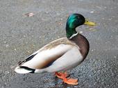 mallard-duck-bird-waterfowl-1332617.jpg