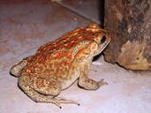 frog-duttaphrynus-melanostictus-404156.jpg