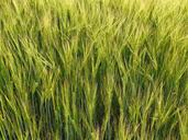 barley-field-barley-cereals-grain-8233.jpg