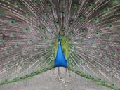 peacock-animal-bird-wheel-blue-406256.jpg