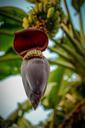 banana-leaf-natural-fruit-tree-627572.jpg