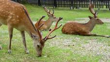 deer-animals-mammals-grazing-grass-113535.jpg