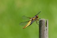 dragonfly-sailing-dragonfly-353405.jpg