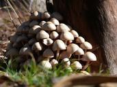 fungi-mushroom-ground-grass-tree-756011.jpg