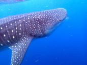 whale-shark-fish-animal-492644.jpg