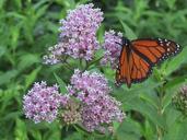 monarch-milkweed-orange-butterfly-711501.jpg