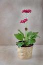 flower-flowerpot-gerbera-pink-1258680.jpg