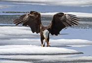 bald-eagle-eagle-bald-eating-prey-867801.jpg