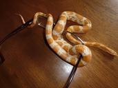 corn-snake-snakes-terraristik-666912.jpg