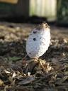 fungus-mushroom-toadstool-sprouting-70670.jpg