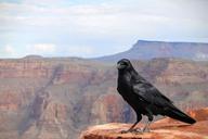 raven-crow-bird-grand-canyon-1031350.jpg