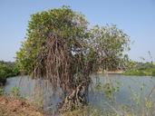 mangroves-vegetation-estuary-632653.jpg