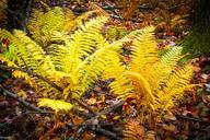 ferns-fall-forest-1350029.jpg