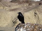 raven-death-valley-bird-fly-wings-207296.jpg