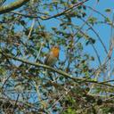 robin-singing-wildlife-wild-744536.jpg