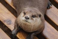 otter-animal-fur-zoo-animals-cute-913421.jpg