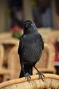 raven-bird-animal-black-fly-1346321.jpg