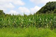 corn-fields-corn-agriculture-1693719.jpg