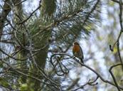 robin-bird-nature-wildlife-animal-953320.jpg