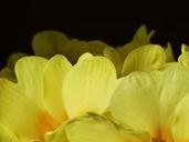 primrose-flower-blossom-bloom-357544.jpg