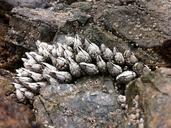 rocks-beach-low-tide-ocean-nature-620577.jpg