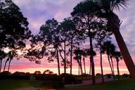 sunset-through-the-pines-sunset-dusk-644478.jpg