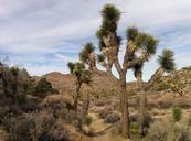 joshua-tree-california-desert-1638341.jpg