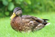 mallard-duck-spring-meadow-1315066.jpg