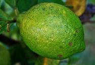 fruit-lemon-citrus-green-637186.jpg